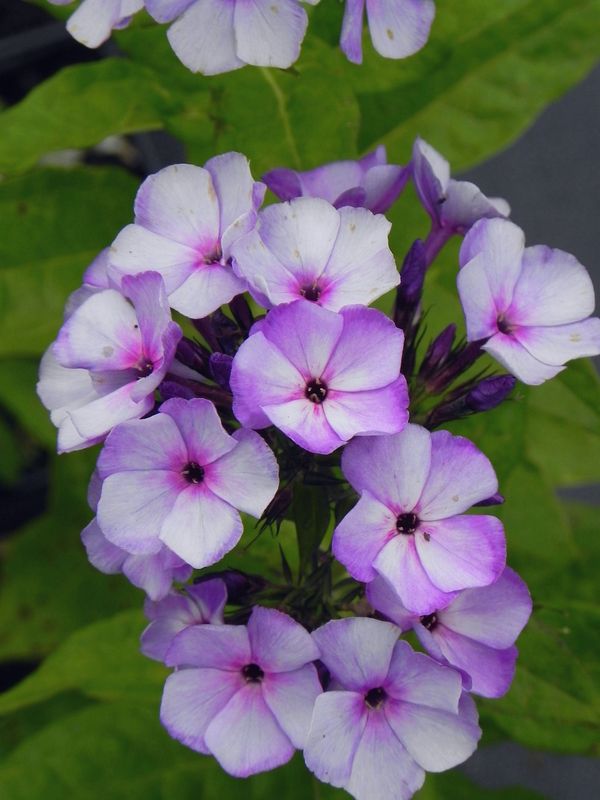 Phlox paniculata ‘Blue Boy’