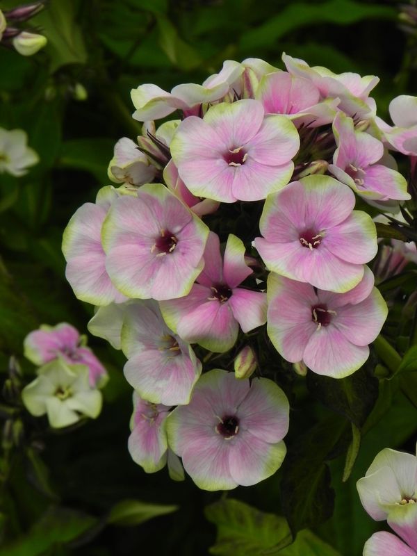 Phlox paniculata ‘Sherbert Blend®’