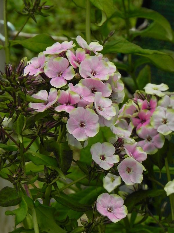 Phlox paniculata ‘Sherbert Blend®’