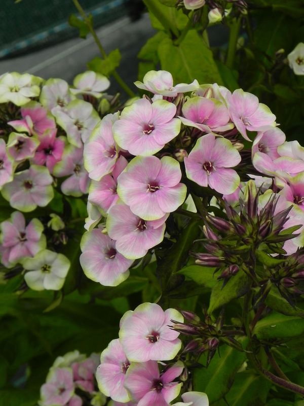 Phlox paniculata ‘Sherbert Blend®’