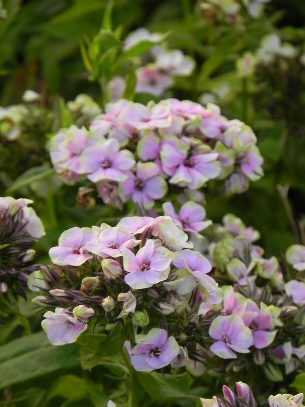 Phlox paniculata ‘Sherbert Blend®’