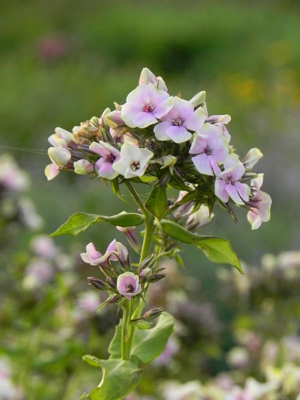 Phlox paniculata ‘Sherbert Blend®’