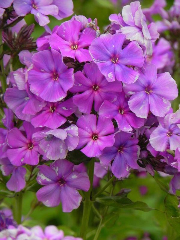 Phlox paniculata ‘Skyscraper’