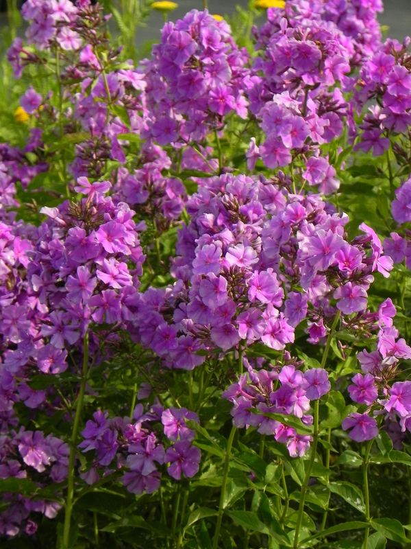 Phlox paniculata ‘Skyscraper’