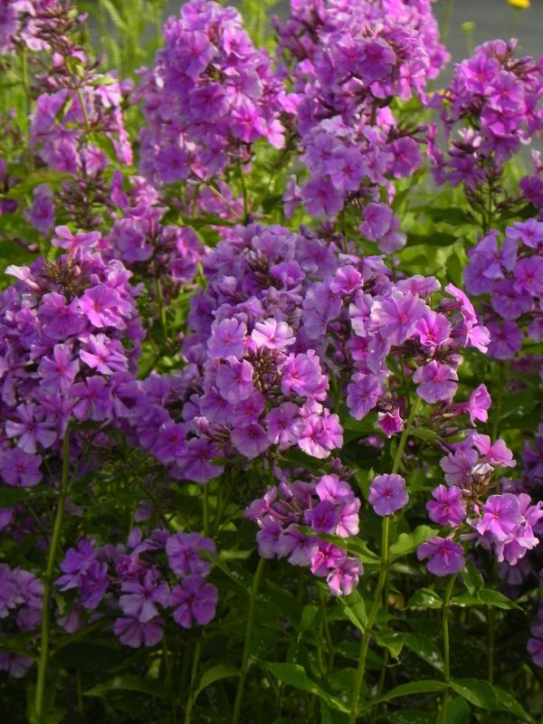 Phlox paniculata ‘Skyscraper’