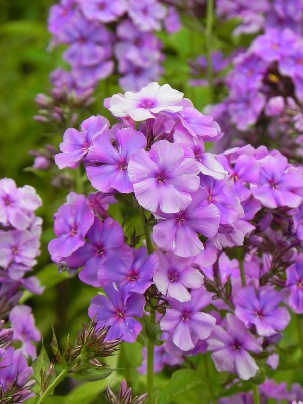 Phlox paniculata ‘Skyscraper’