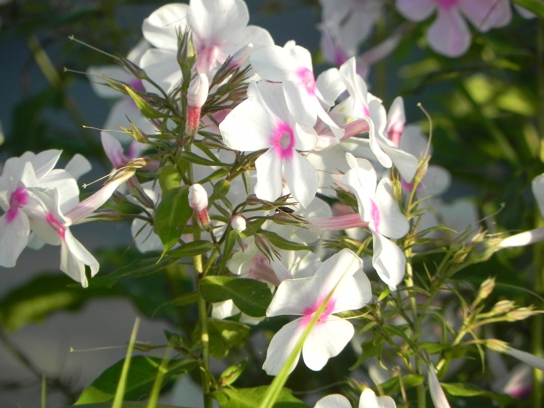 Phlox paniculata ‘Graf Zeppelin’
