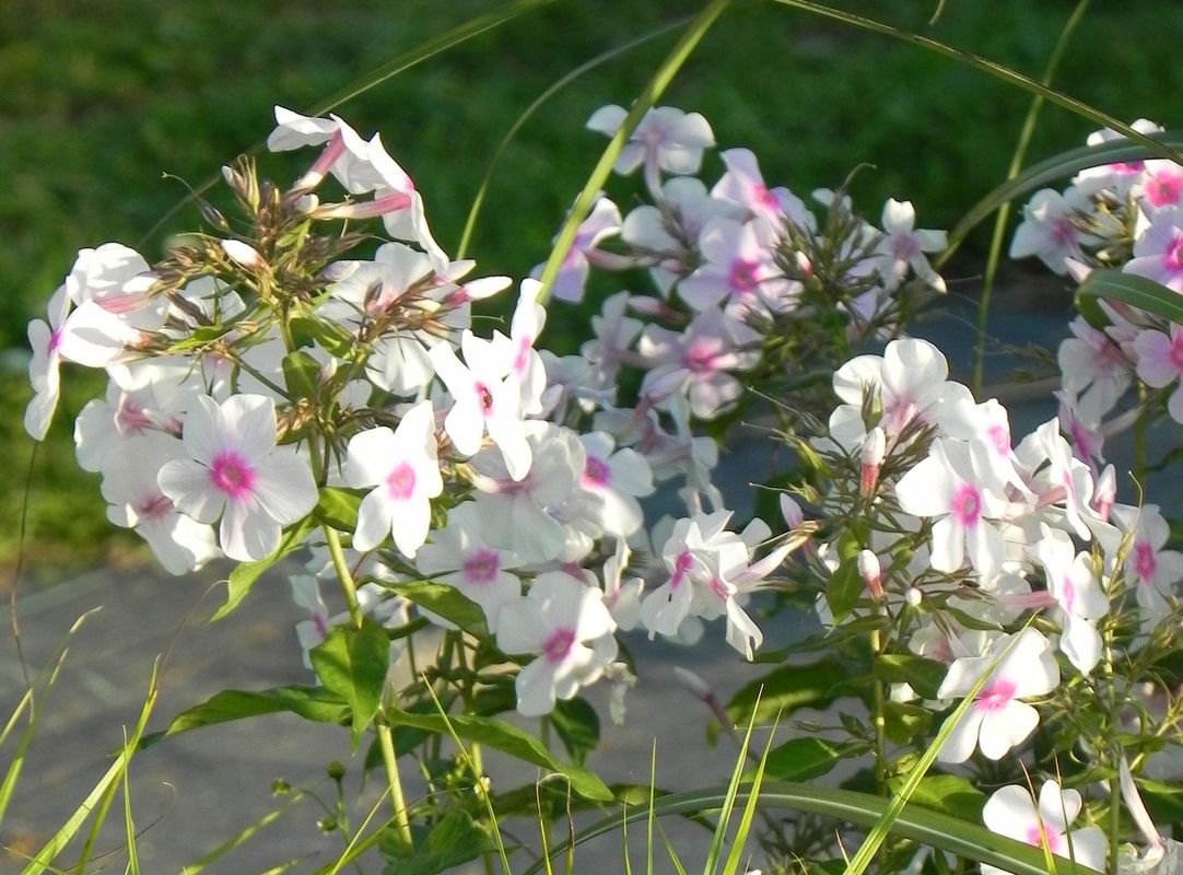 Phlox paniculata ‘Graf Zeppelin’