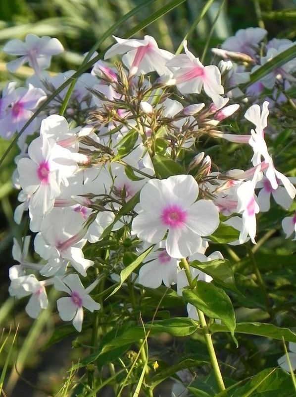 Phlox paniculata ‘Graf Zeppelin’