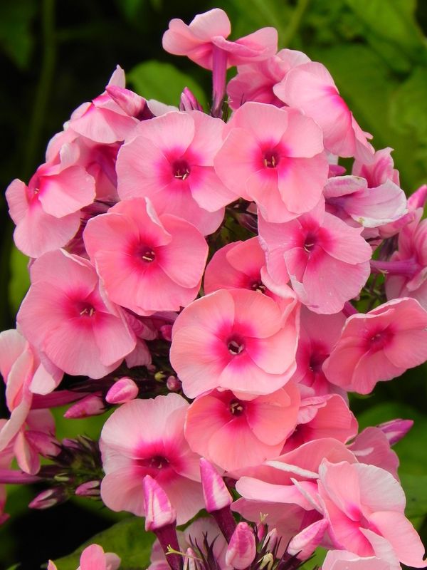 Phlox paniculata ‘Jeff`s Pink’