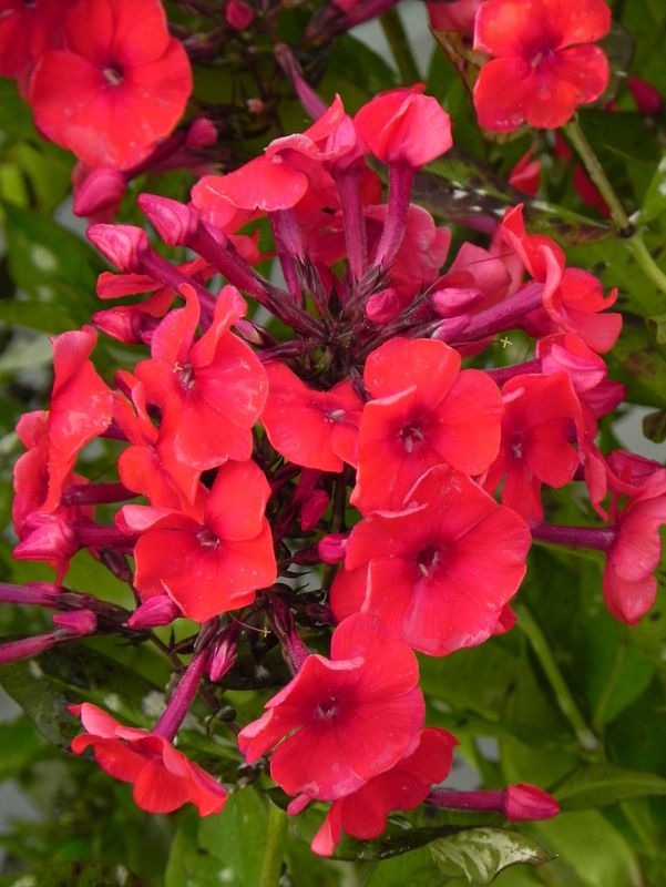 Phlox paniculata ‘Mary’