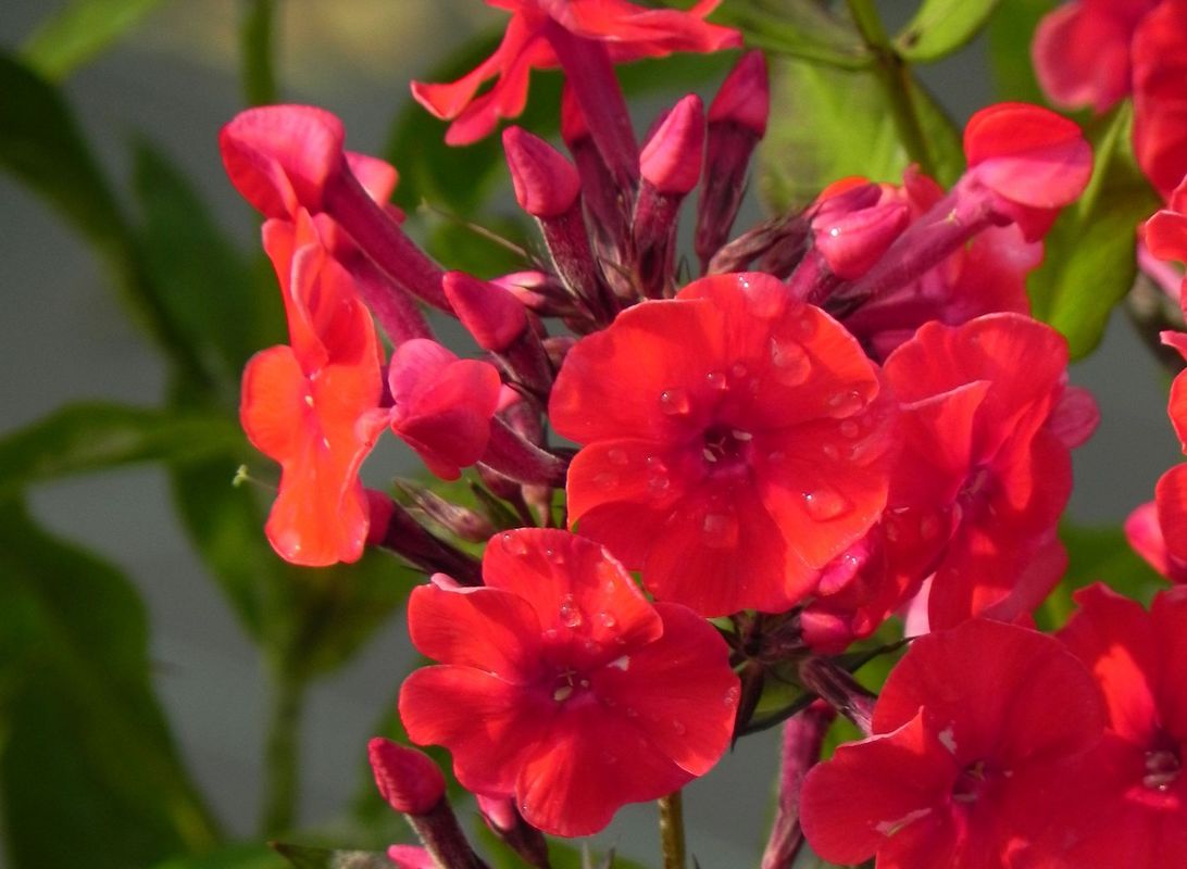 Phlox paniculata ‘Mary’