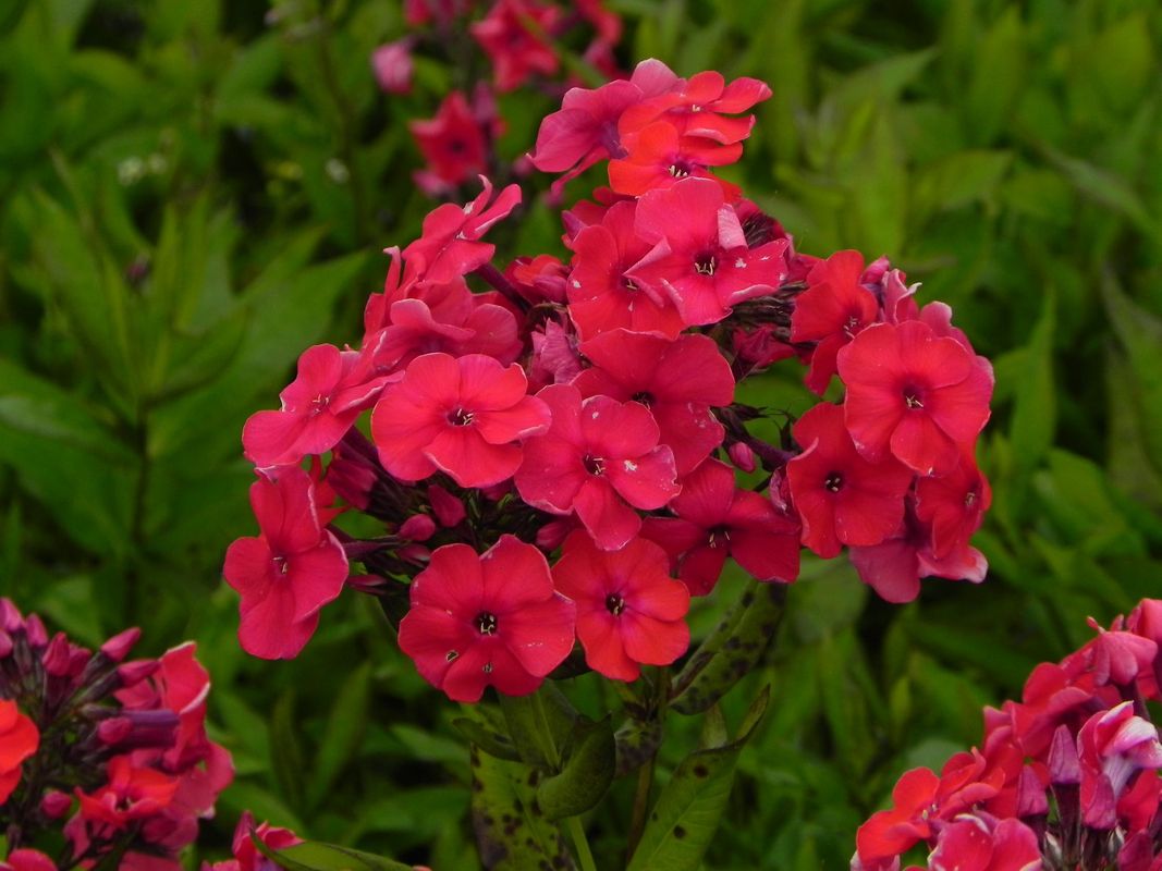 Phlox paniculata ‘Mary’