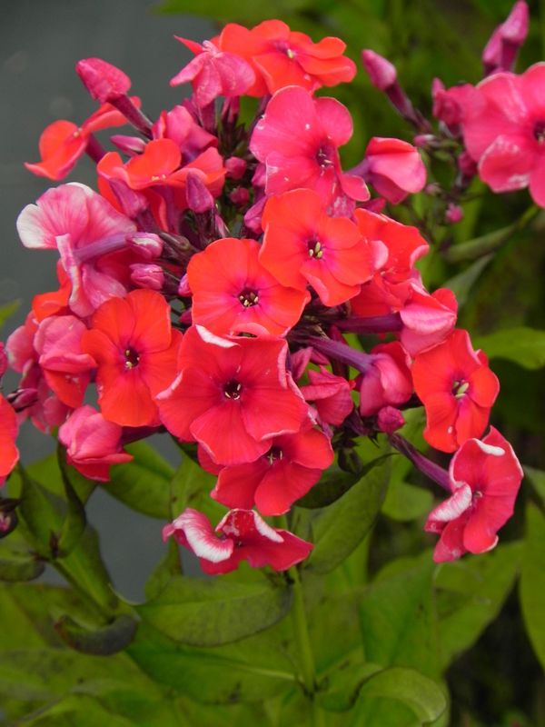 Phlox paniculata ‘Mary’