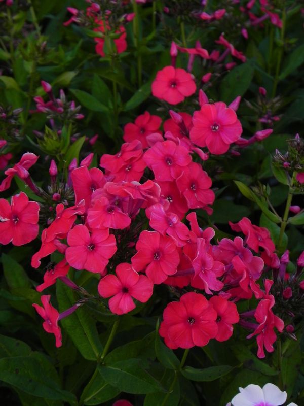 Phlox paniculata ‘Mary’