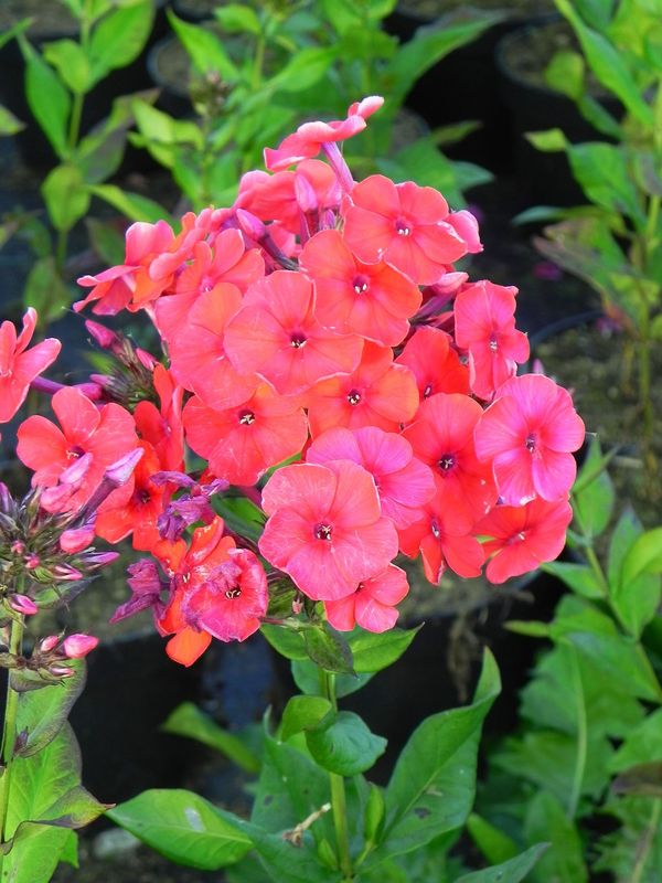 Phlox paniculata ‘Mary’