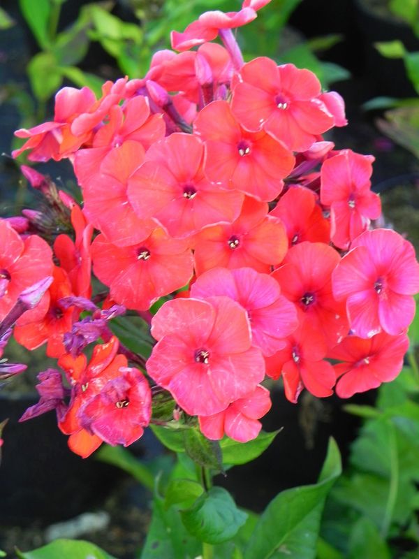 Phlox paniculata ‘Mary’