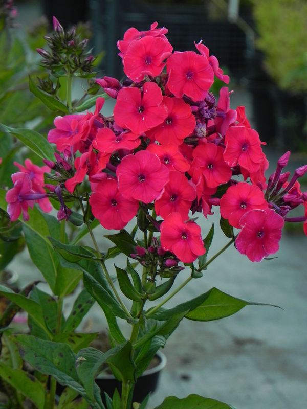 Phlox paniculata ‘Mary’