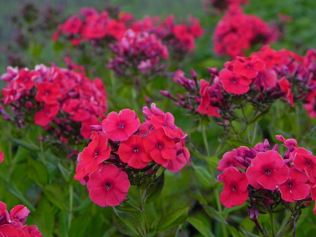 Phlox paniculata ‘Mary’
