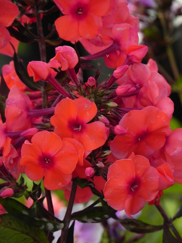 Phlox paniculata ‘Tequila Sunrise®’