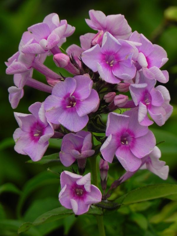 Phlox paniculata ‘Cosmopolitan®’
