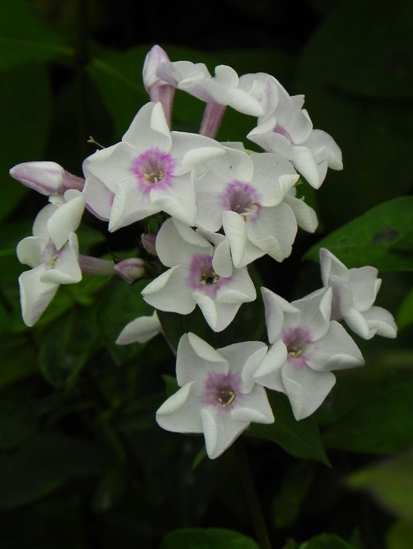 Phlox paniculata ‘Ice Cream’