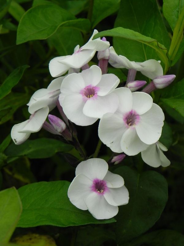 Phlox paniculata ‘Ice Cream’