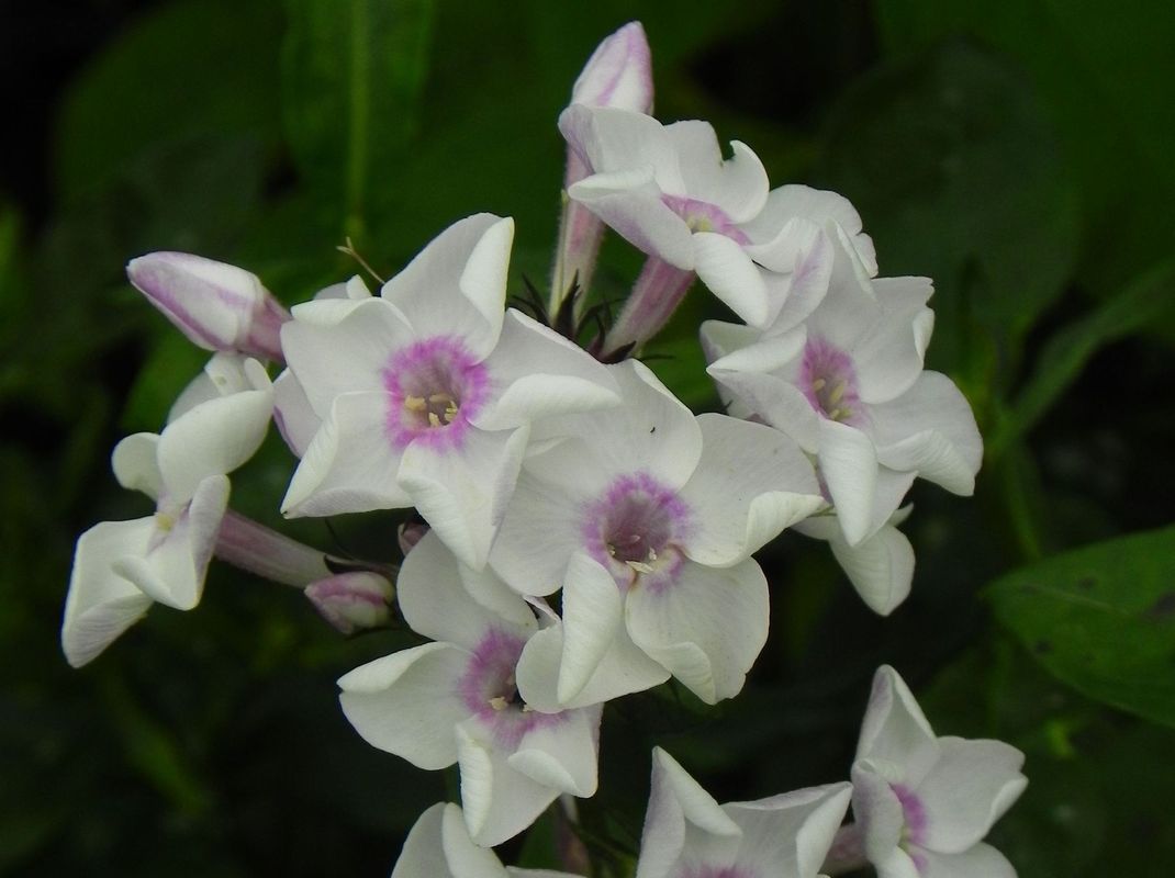 Phlox paniculata ‘Ice Cream’