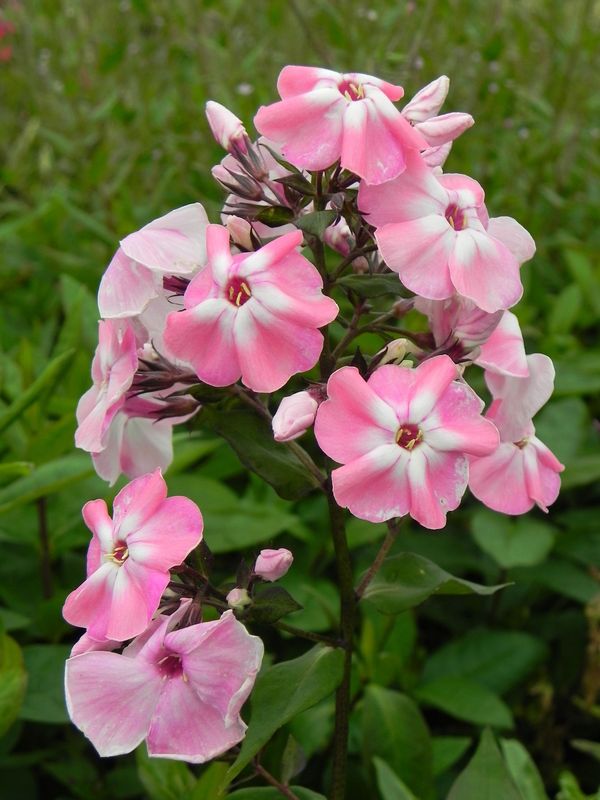 Phlox paniculata ‘Pink Lady®’