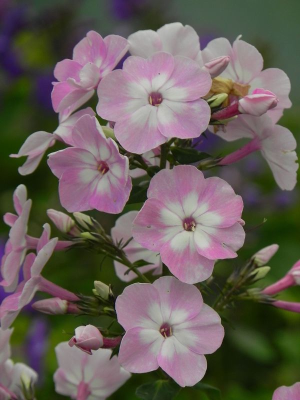 Phlox paniculata ‘Pink Lady®’