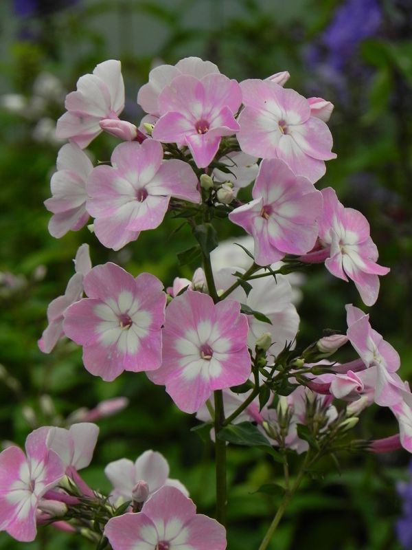 Phlox paniculata ‘Pink Lady®’