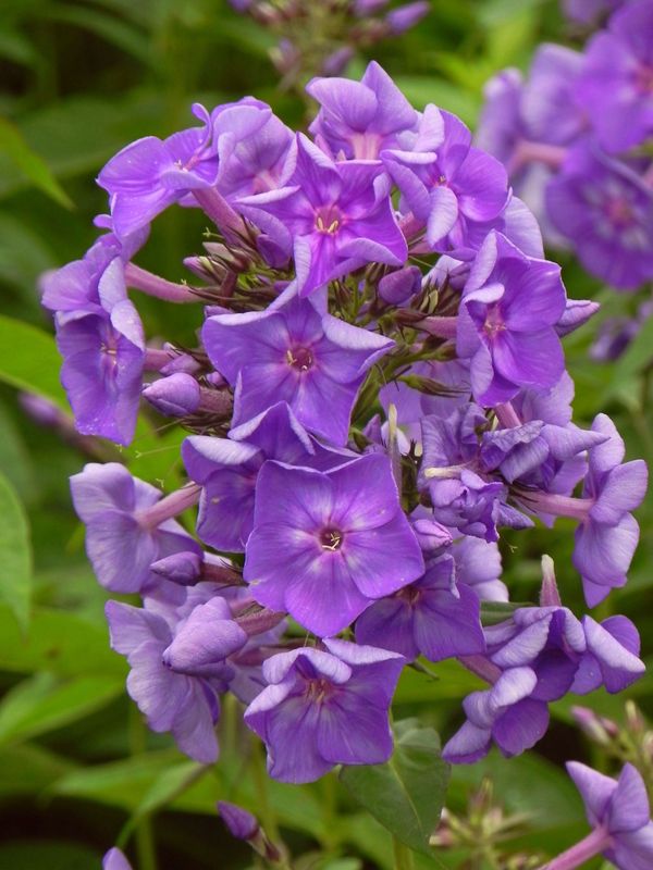 Phlox paniculata ‘Purple Kiss®’