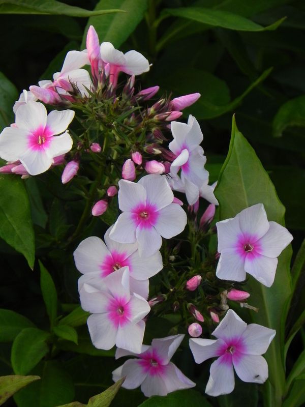 Phlox paniculata ‘Europa’