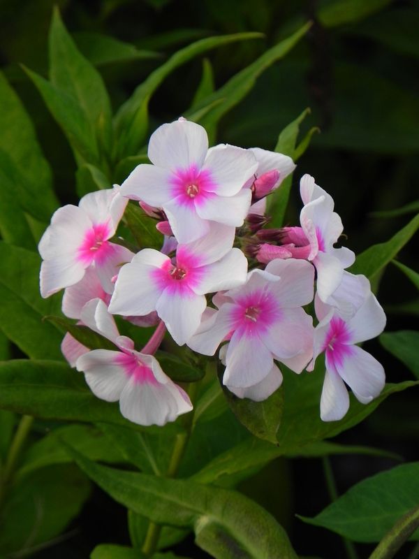 Phlox paniculata ‘Europa’