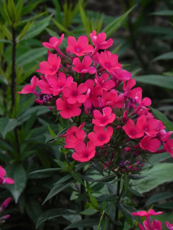 Phlox paniculata ‘Early Red’