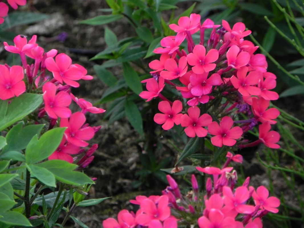 Phlox paniculata ‘Early Red’