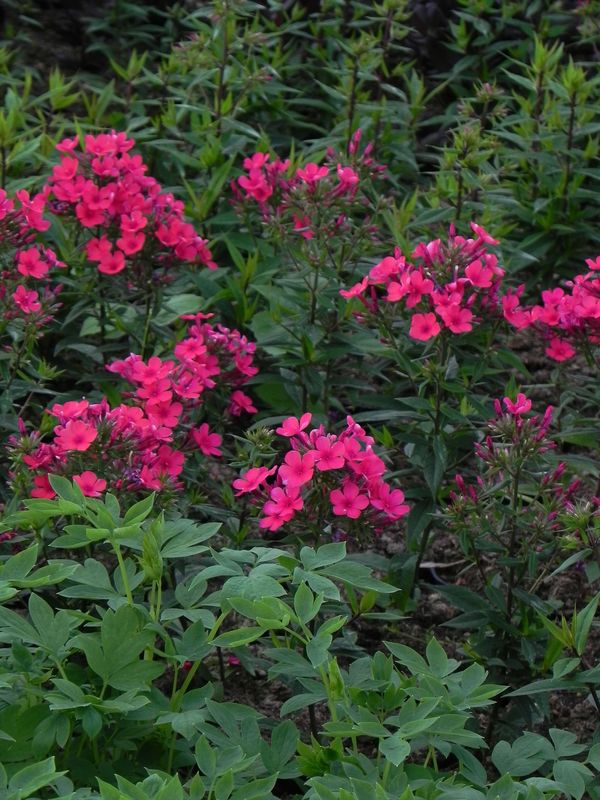 Phlox paniculata ‘Early Red’