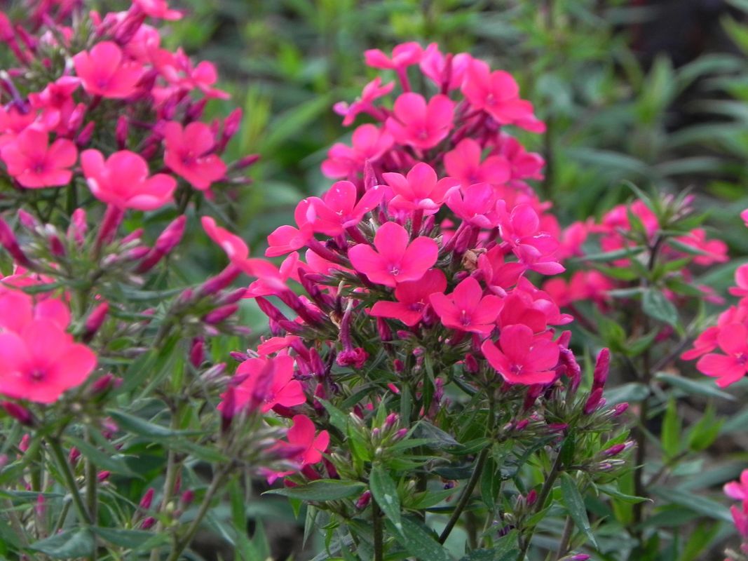 Phlox paniculata ‘Early Red’