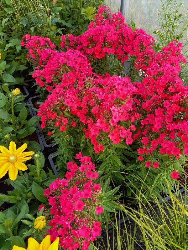Phlox paniculata ‘Early Red’