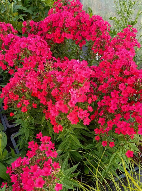 Phlox paniculata ‘Early Red’