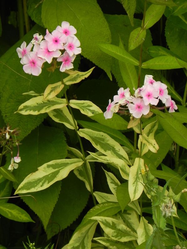 Phlox paniculata ‘Warsaw Sunrise’