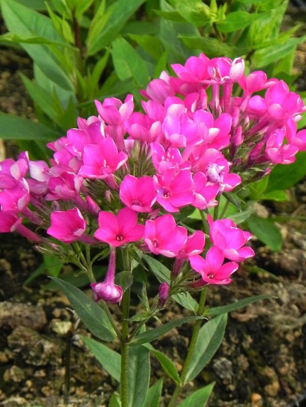 Phlox paniculata ‘Early Cerise’
