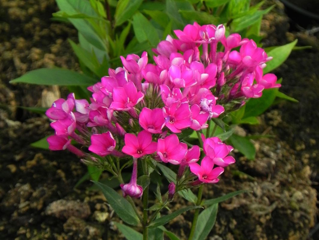 Phlox paniculata ‘Early Cerise’