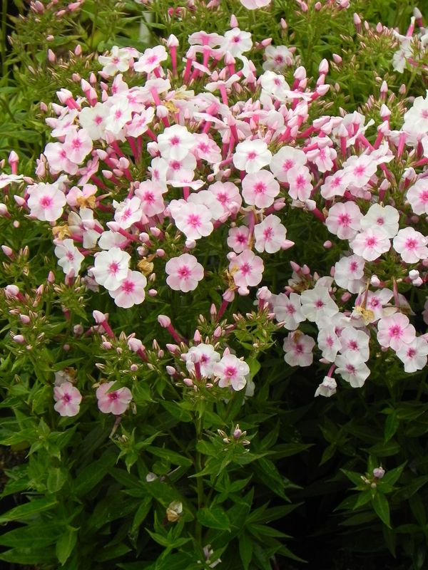 Phlox paniculata ‘Early Pink’