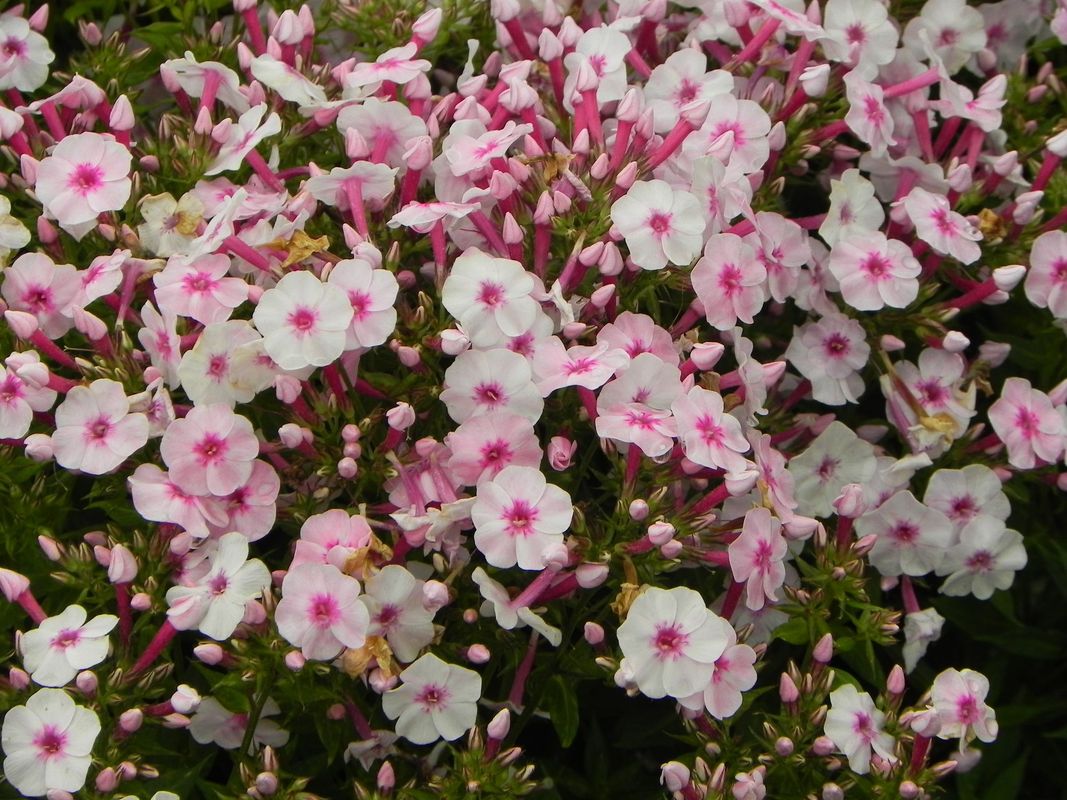 Phlox paniculata ‘Early Pink’