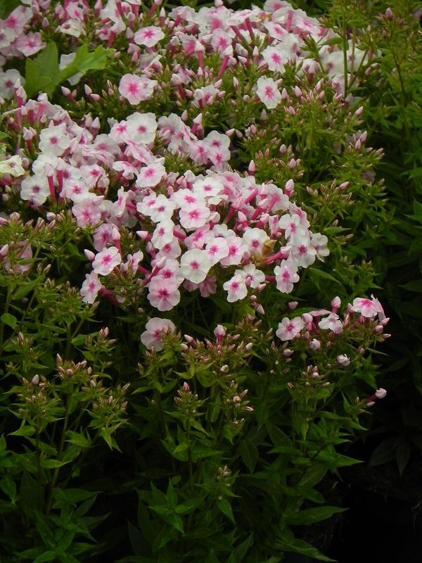 Phlox paniculata ‘Early Pink’