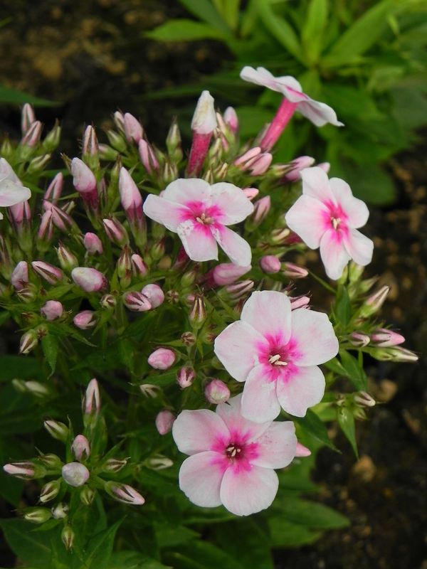 Phlox paniculata ‘Early Pink’