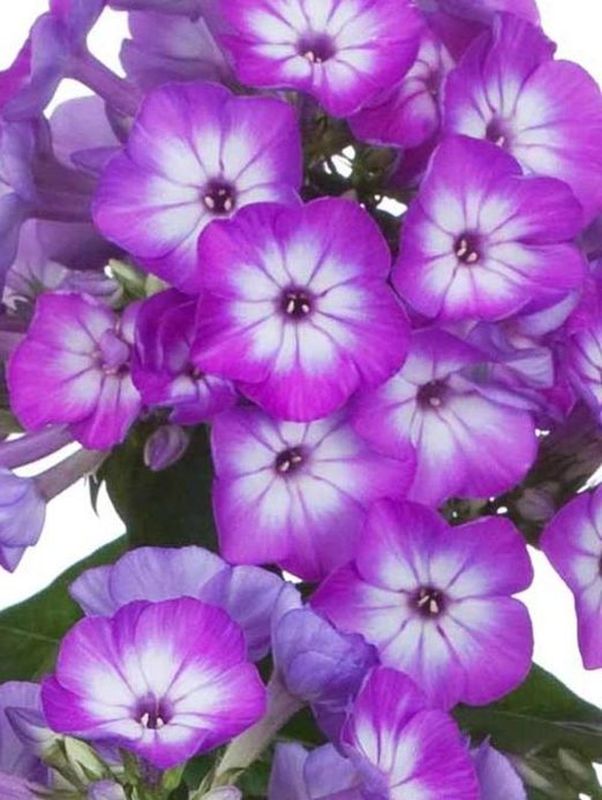 Phlox paniculata ‘Early Purple Eye’