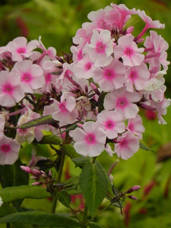 Phlox paniculata ‘Narwiański Wir’