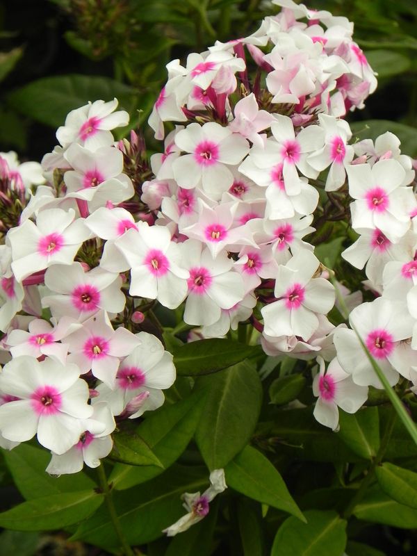 Phlox paniculata ‘Famous White with Eye’